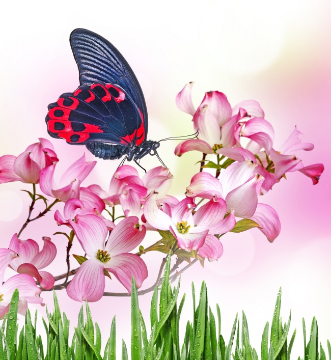 粉色热带花朵蝴蝶图片(点击浏览下一张趣图)