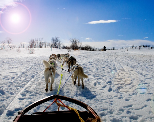 冬季雪橇犬图片(点击浏览下一张趣图)