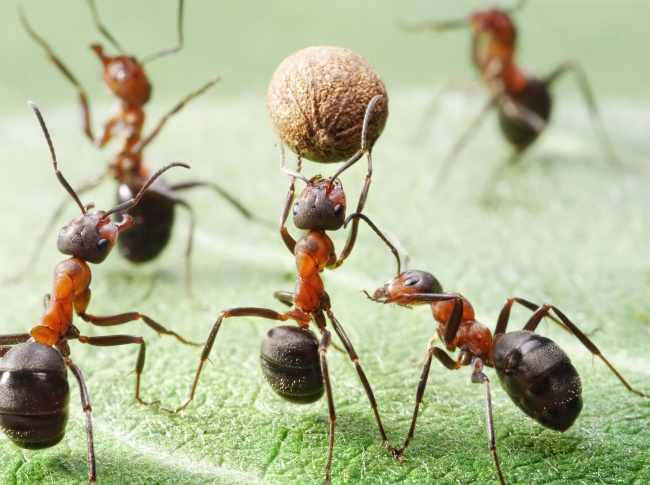 蚂蚁搬东西图片(点击浏览下一张趣图)
