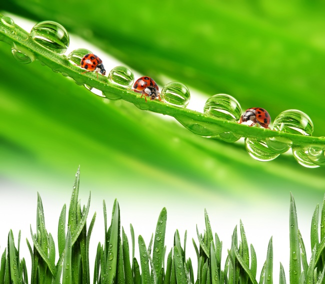 绿叶水珠瓢虫图片(点击浏览下一张趣图)