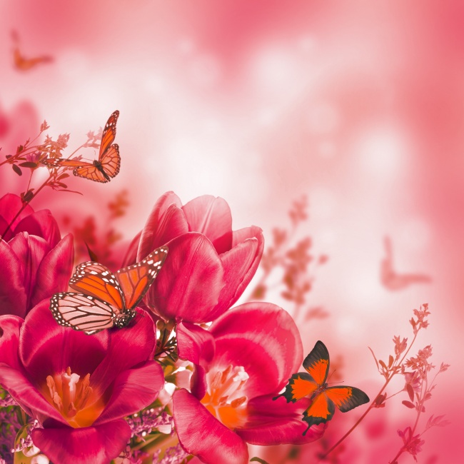 唯美红色花朵蝴蝶图片(点击浏览下一张趣图)