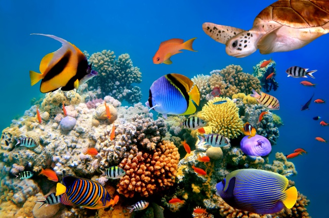 海底世界生物图片(点击浏览下一张趣图)