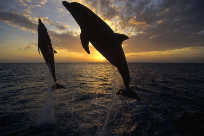 黄昏大海海豚图片(点击浏览下一张趣图)
