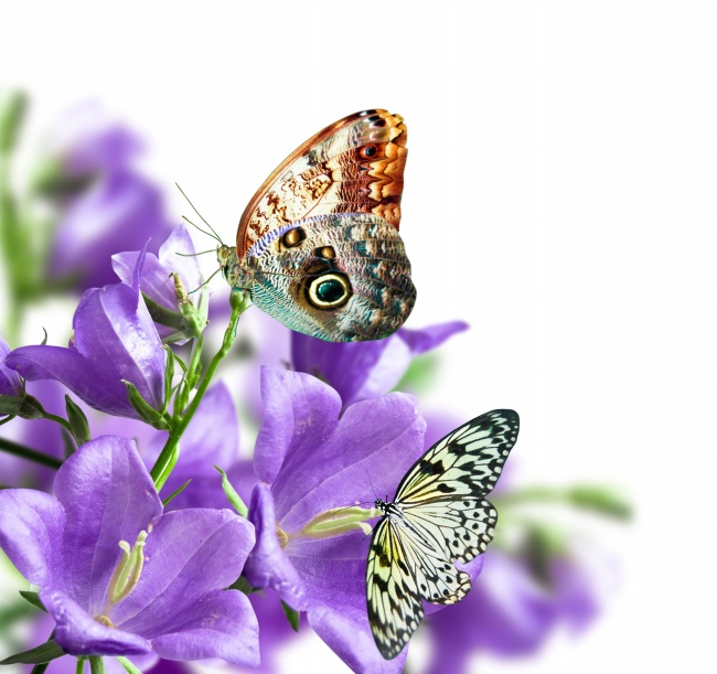 紫色花蝴蝶图片(点击浏览下一张趣图)