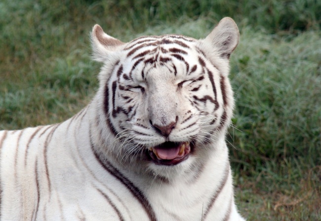 高清大图白色老虎图片(点击浏览下一张趣图)