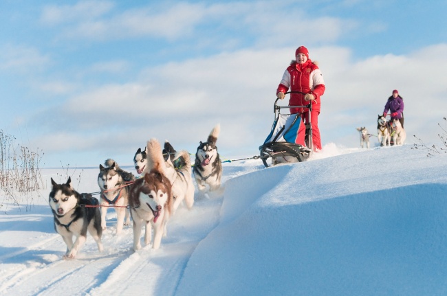 高清大图雪橇犬图片(点击浏览下一张趣图)