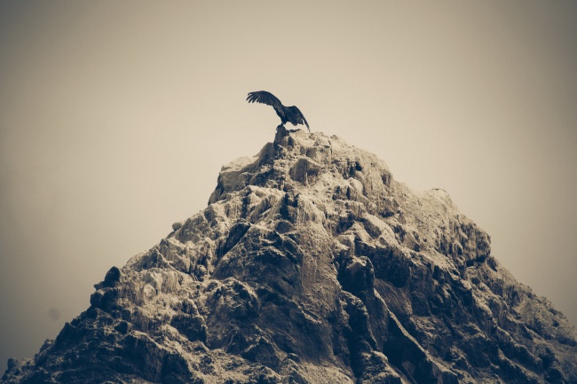 站在山顶上的老鹰图片(点击浏览下一张趣图)