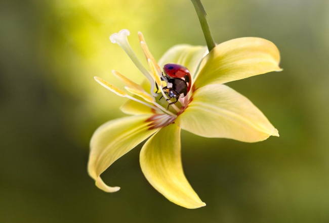 黄花上的瓢虫图片(点击浏览下一张趣图)