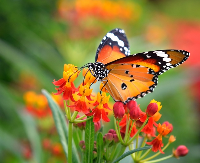 鲜花与蝴蝶图片(点击浏览下一张趣图)
