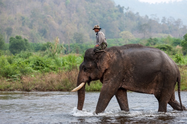 渡河的大象图片(点击浏览下一张趣图)