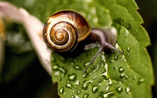 绿叶上的蜗牛图片(点击浏览下一张趣图)