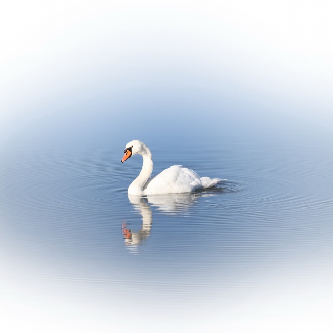 美丽的白天鹅图片(点击浏览下一张趣图)
