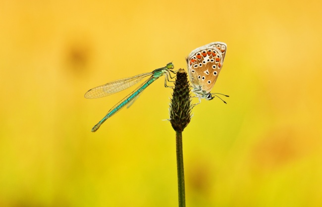 蝴蝶与蜻蜓图片(点击浏览下一张趣图)