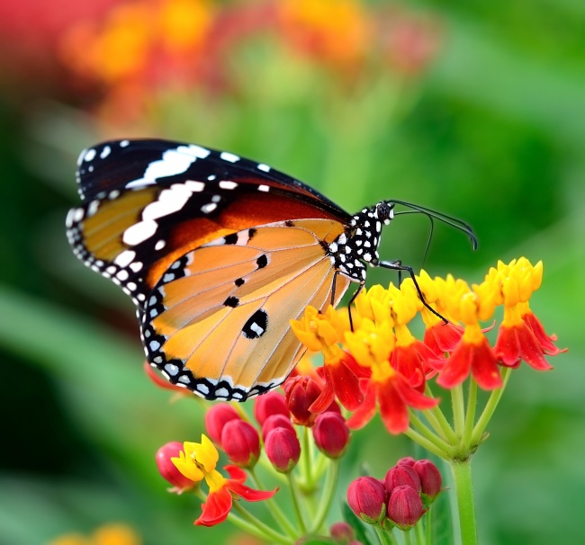 美丽的蝴蝶图片(点击浏览下一张趣图)