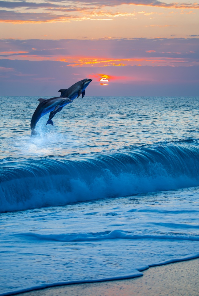 黄昏大海海豚图片(点击浏览下一张趣图)