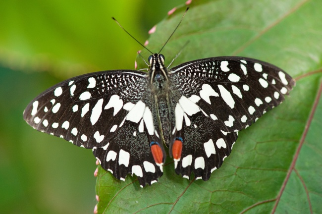 黑白色蝴蝶图片(点击浏览下一张趣图)