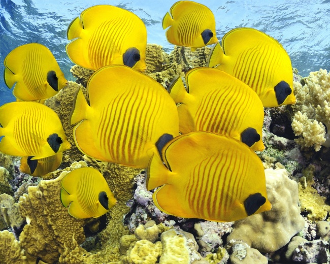 海底黄色鱼群图片(点击浏览下一张趣图)
