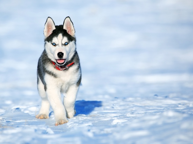 雪橇犬图片(点击浏览下一张趣图)