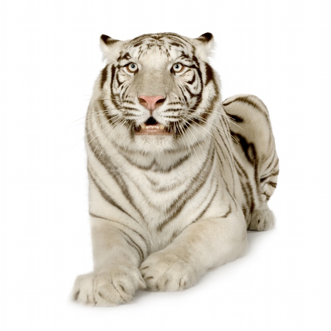 白色老虎图片(点击浏览下一张趣图)