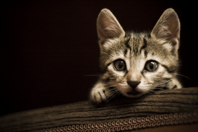 可爱小猫猫图片(点击浏览下一张趣图)