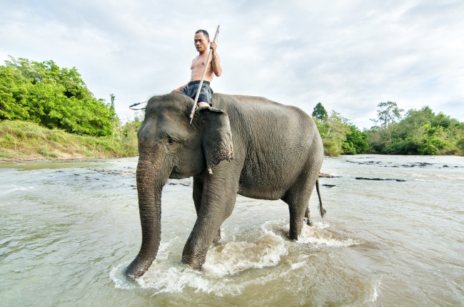 曼谷大象图片(点击浏览下一张趣图)