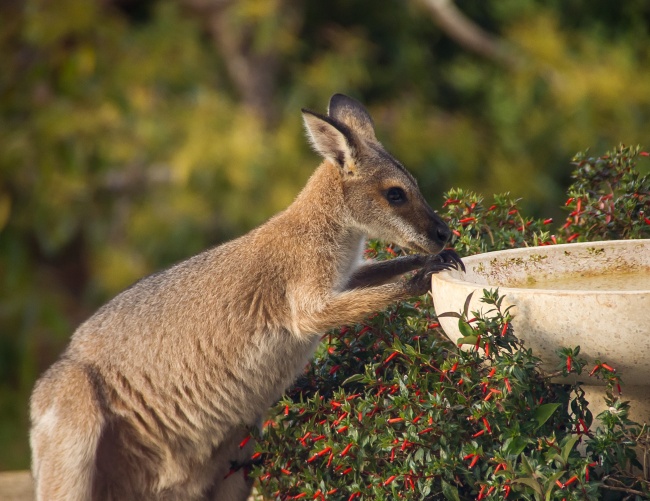 澳大利亚袋鼠图片(点击浏览下一张趣图)