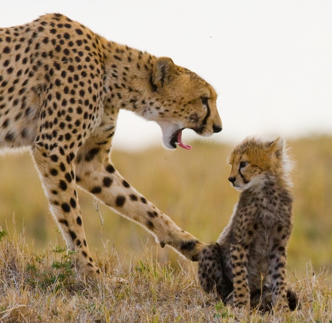 非洲野生猎豹图片(点击浏览下一张趣图)