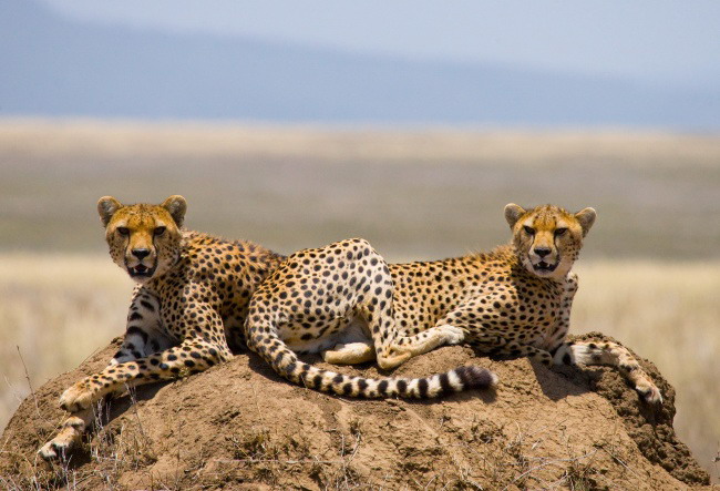 非洲猎豹图片(点击浏览下一张趣图)
