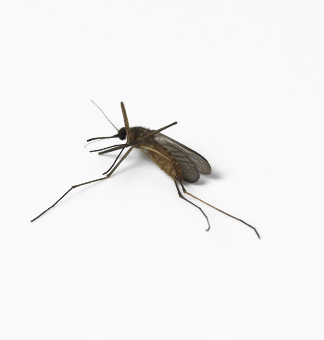 蚊子图片素材(点击浏览下一张趣图)