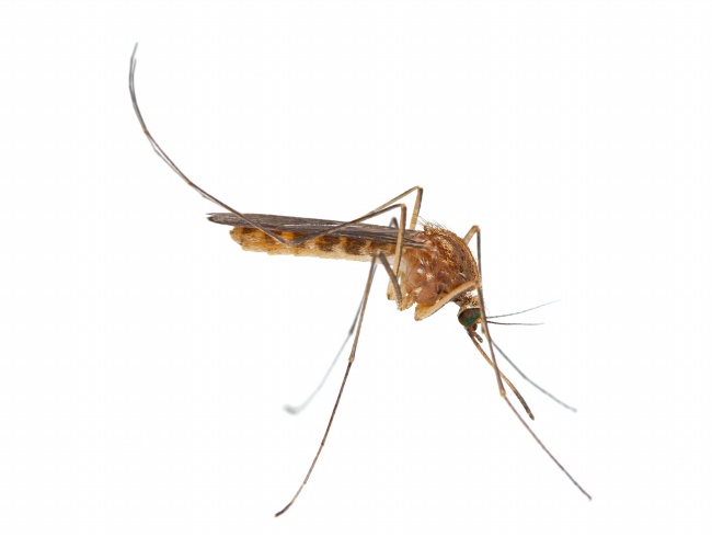 蚊子图片(点击浏览下一张趣图)