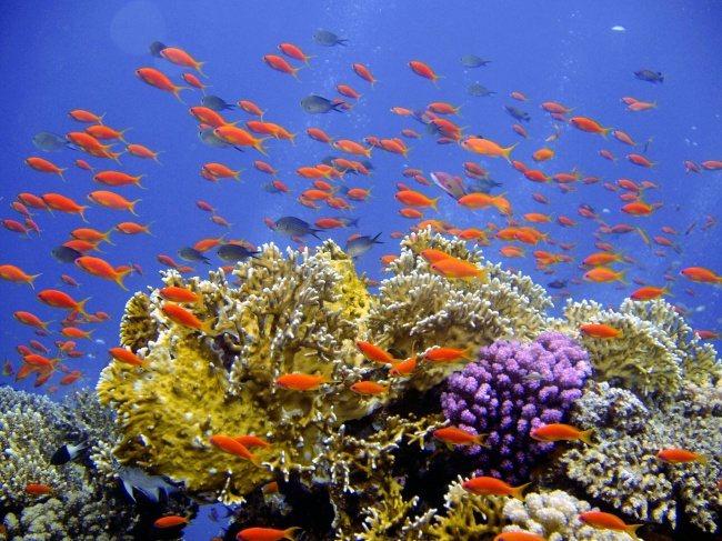珊瑚礁鱼群图片(点击浏览下一张趣图)