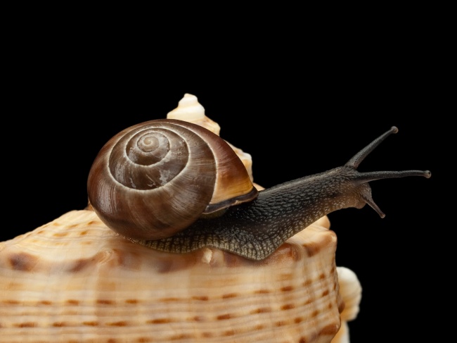 蜗牛图片素材(点击浏览下一张趣图)