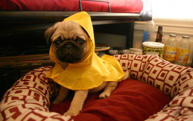 可爱巴哥犬图片(点击浏览下一张趣图)