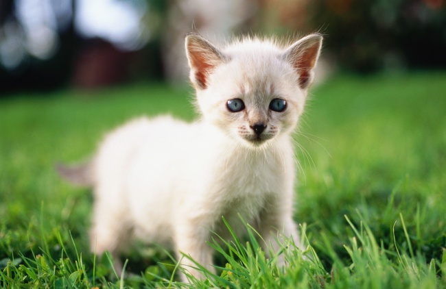 草地可爱萌猫图片(点击浏览下一张趣图)