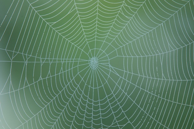 蜘蛛网图片(点击浏览下一张趣图)