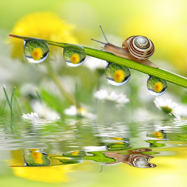蜗牛与水珠图片(点击浏览下一张趣图)