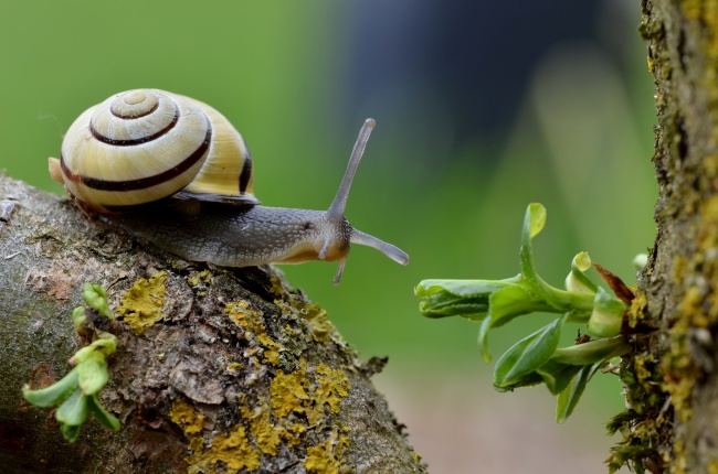 小蜗牛图片(点击浏览下一张趣图)