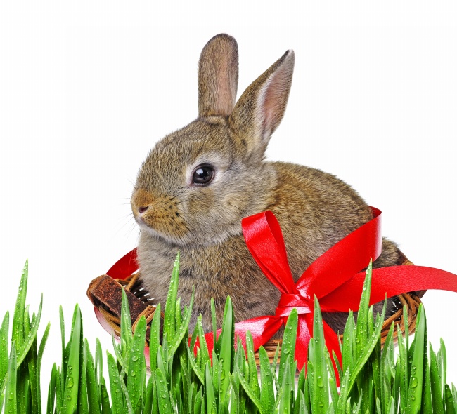 草丛可爱小兔子图片(点击浏览下一张趣图)