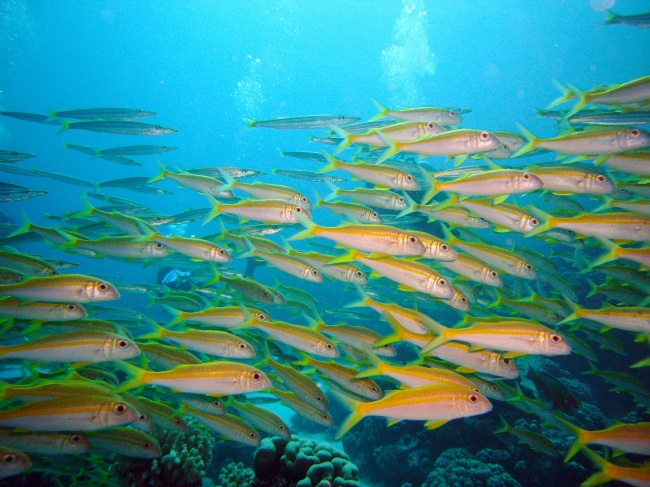 海底世界鱼群图片(点击浏览下一张趣图)