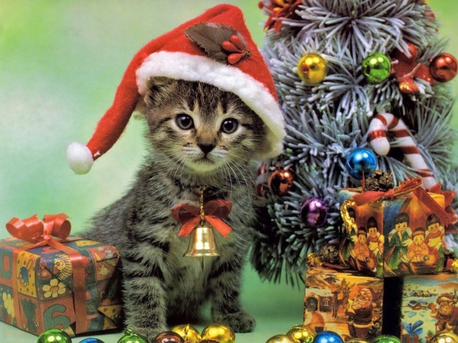 圣诞小猫咪图片(点击浏览下一张趣图)