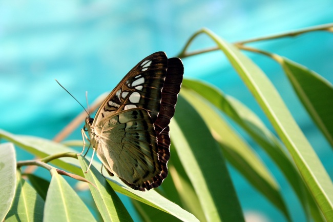 热带蝴蝶图片(点击浏览下一张趣图)