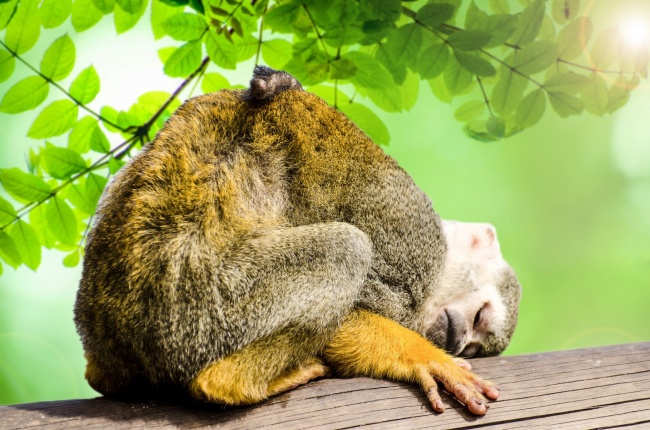 趴在树上睡觉的猴子图片(点击浏览下一张趣图)