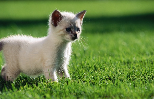 草地小猫咪图片(点击浏览下一张趣图)