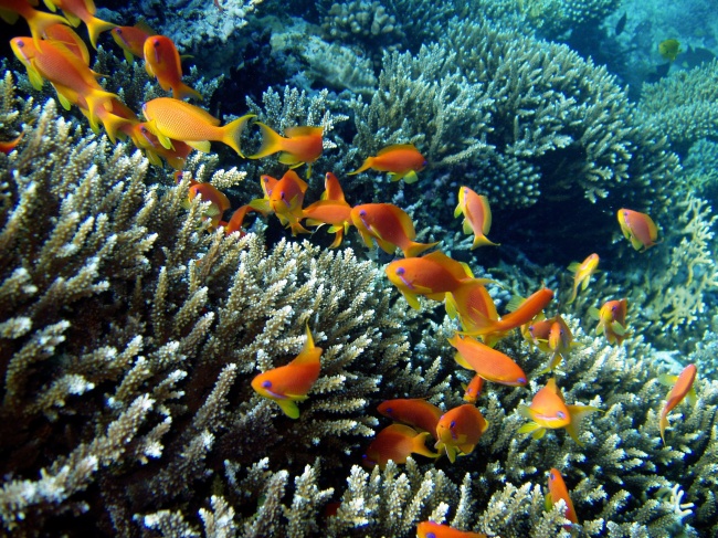 珊瑚海鱼图片(点击浏览下一张趣图)