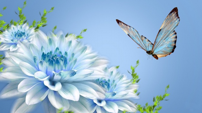 唯美花卉蝴蝶图片(点击浏览下一张趣图)