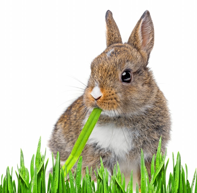 吃草的兔子图片(点击浏览下一张趣图)