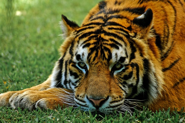 草地趴着的老虎图片(点击浏览下一张趣图)