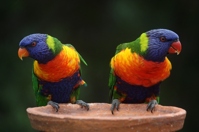 彩虹鹦鹉图片(点击浏览下一张趣图)