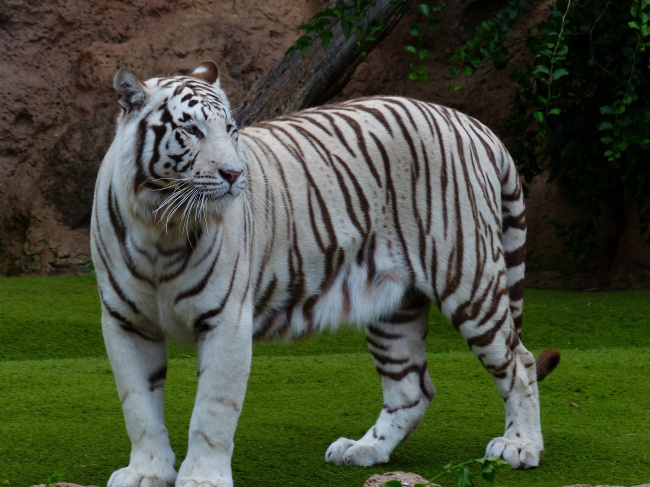 动物园孟加拉虎图片(点击浏览下一张趣图)