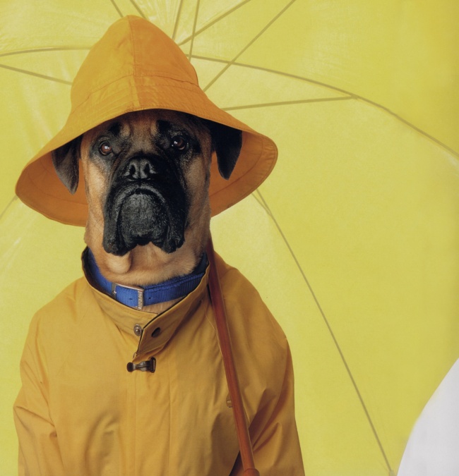 撑着黄色雨伞的狗狗图片(点击浏览下一张趣图)